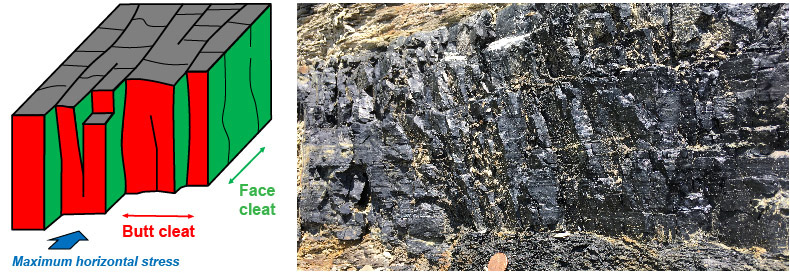Coal cleats are orthogonal fractures in coal.